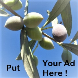 Closeup photo of olives starting to ripen on a tree, with blue sky in the background and the words 